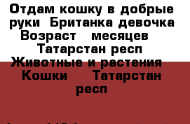 Отдам кошку в добрые руки. Британка,девочка.Возраст 5 месяцев. - Татарстан респ. Животные и растения » Кошки   . Татарстан респ.